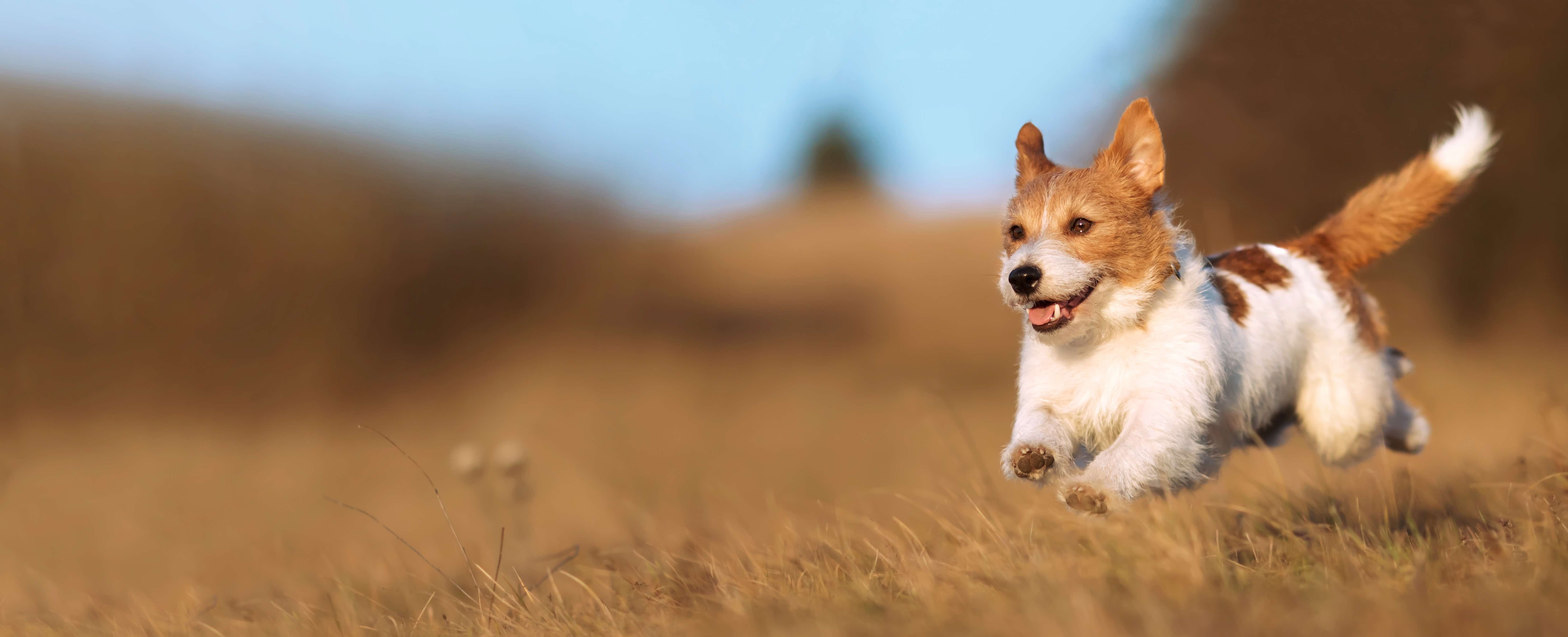 dog sitting on grass